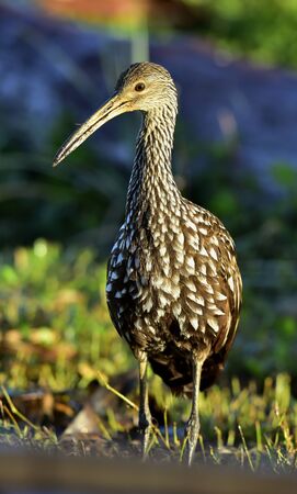 The limpkin (Aramus guarauna), Portrait in sunrise . Cubaの写真素材
