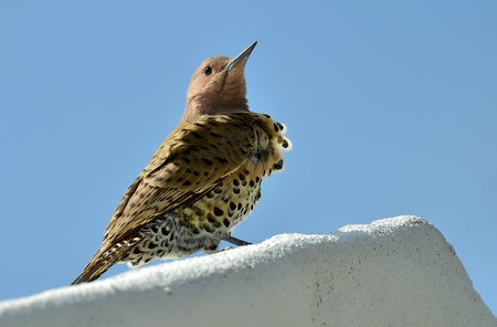 Northern Flicker (Colaptes auratus) perched on a roof against the blue sky. Cuba.  Marchの写真素材