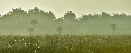Palms and plants in tropic on sunrise. Zapata. Cubaの写真素材