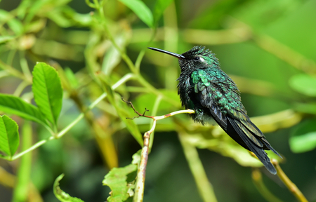 Cuban Emerald Hummingbird (Chlorostilbon ricordii), Cienaga de Zapata, Cubaの写真素材