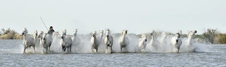 PROVENCE FRANCE MAY July 2015: Riders and White horses of Camargue running through water. France Black and white photoの写真素材