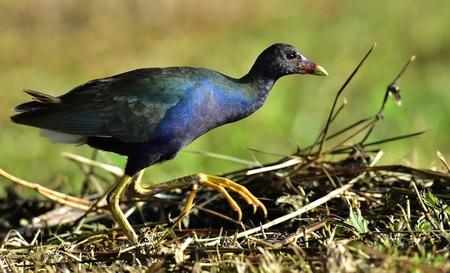 Purple Swamphen (Porphyrio Porphyrio). American Purple Gallinule Porphyrio martinica adult at water's edge at La Boca, Zapata, Republic of Cuba in Aprilの写真素材