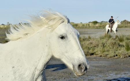 PROVENCE FRANCE MAY July 2015: The rider on a horse and White Camargue Horses running in Parc Regional de Camargueの写真素材