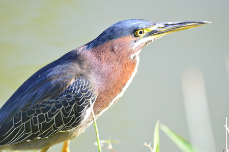 Green Heron Butorides virescens male. Cuba. Marchの写真素材