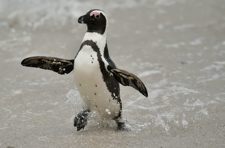 Portrait of African penguin (spheniscus demersus), also known as the jackass penguin and black-footed penguin is a species of penguin Boulders colony in Cape Town, South Africa.の写真素材