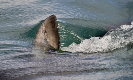Shark fin above water. Great white sharkの写真素材