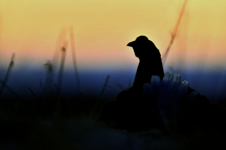 Silhouette of Lekking Black Grouse ( Lyrurus tetrix) against the dawn sky. Early morning Backlight. Sunriseの写真素材