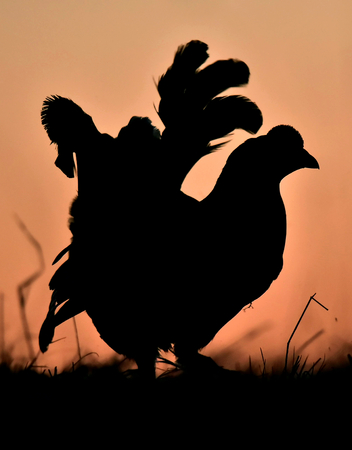 Silhouette of Lekking Black Grouse ( Lyrurus tetrix) against the dawn sky. Early morning Backlight. Sunriseの写真素材