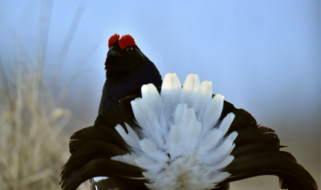 Portrait of a Gorgeous lekking black grouse (Tetrao tetrix). (Lyrurus tetrix) early in the morningの写真素材