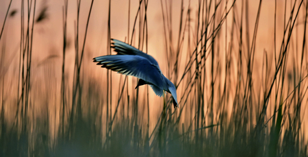 Black-headed Gull Larus ridibundus flying on sunset natural background, motion blurの写真素材