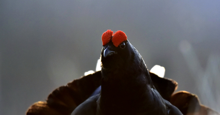 Portrait of a Gorgeous lekking black grouse (Tetrao tetrix). (Lyrurus tetrix) early in the morningの写真素材