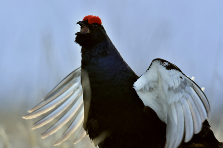 Portrait of a Gorgeous lekking black grouse (Tetrao tetrix). (Lyrurus tetrix) early in the morningの写真素材