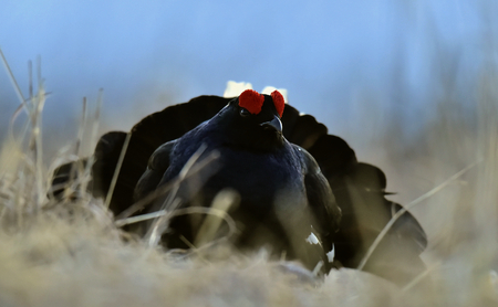 Portrait of a Gorgeous lekking black grouse (Tetrao tetrix). (Lyrurus tetrix) early in the morningの写真素材