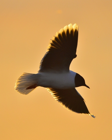 Black-headed Gull Larus ridibundus flying on sunset natural backgroundの写真素材