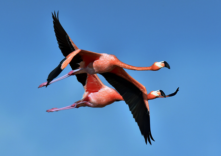 Flying Caribbean flamingos (Phoenicopterus ruber) . natural backgroundの写真素材