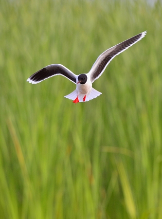 Black-headed Gull (Larus ridibundus) in flight on the green grass background. Frontの写真素材