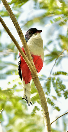 A cuban trogon Priotelus temnurus on the branch.The Tocororo, the national bird of Cuba. Cubaの写真素材
