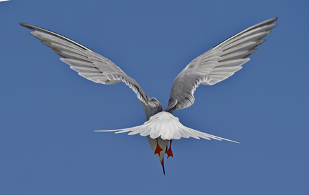 Common Tern ( Sterna Hirundo ) on bright blue sky background; Sunny summer day