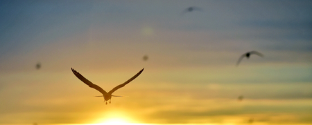Silhouette of Common Terns on red sunset Sunset Sky. The Common Tern (Sterna hirundo). in flight on the sunset grass background. Sunrise Backlight seabird of the tern family Sternidaeの写真素材