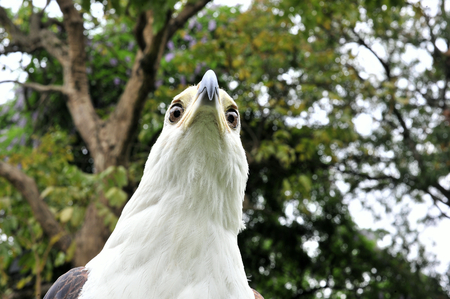 The African Fish Eagle (Haliaeetus vocifer) Portrait of an African Fish Eagle close up at a short distance. Democratic Republic of Congo. Africa.の写真素材