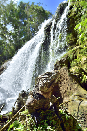 Iguana in the forest beside a water fall. Cuban rock iguana Cyclura nubila, also known as the Cuban ground iguana.の写真素材