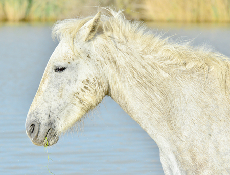 Portrait of the White Camargue Horses in Parc Regional de Camargue - Provence, Franceの写真素材