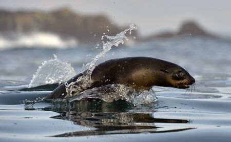 Jumping Cape fur seal (Arctocephalus pusillus pusillus) False Bay, Simon's Town South Africaの写真素材