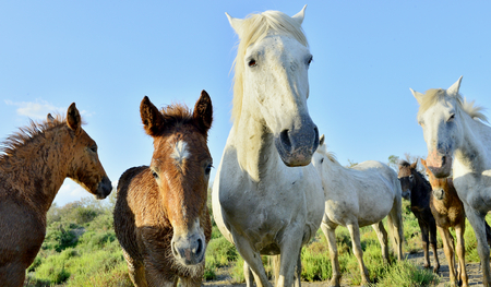 Portrait of the White Camargue Horses in Parc Regional de Camargue - Provence, Franceの写真素材