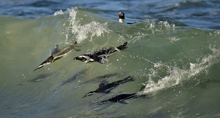 Swimming penguins. The African penguin (Spheniscus demersus), also known as the jackass penguin and black-footed penguin is a species of penguin, confined to southern African waters.の写真素材