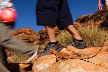 Meeting on a footpath.Meeting on a footpath. A lizard, sitting on a stone, with care and interest observes of passing by people. Kings Canyon. Australia.の写真素材
