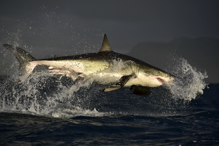 Flying Great White Shark. Breaching Great White Shark catches Prey, Carcharodon carcharias, Gansbaai, South Africaの写真素材