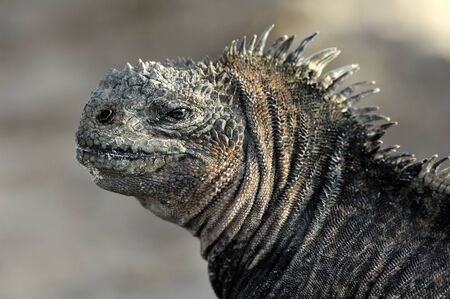 The marine iguana on the black stiffened lava. The male of marine iguana Amblyrhynchus cristatus is an iguana found only on the Galapagos Islandsの写真素材