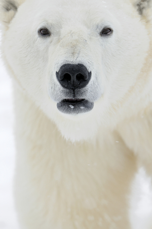 Close up portrait Male polar bear (Ursus maritimus) . Polar arcticの写真素材