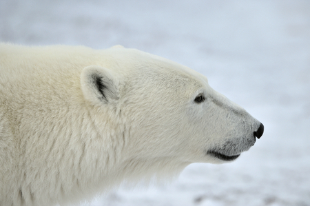 Close up portrait Male polar bear (Ursus maritimus) . Polar arcticの写真素材