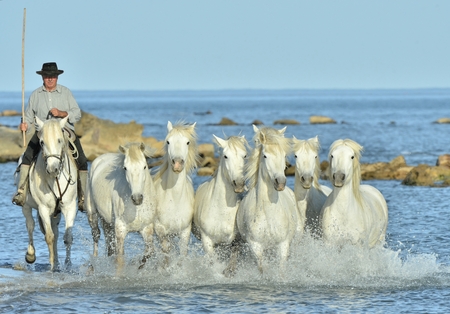 PROVENCE, FRANCE - 07 MAY, 2015: Riders and White horses of Camargue running on the water. Nature reserve in Parc Regional de Camargue.のeditorial素材