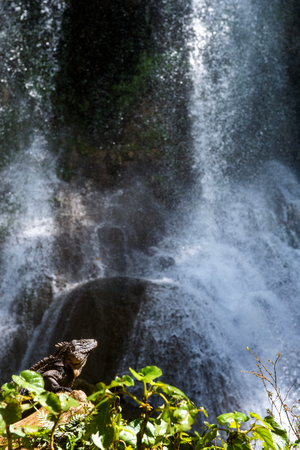 Iguana in the forest beside a water fall. Cuban rock iguana (Cyclura nubila), also known as the Cuban ground iguana.の写真素材