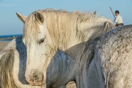 white horse portrait on natural background. Close up. Camargue national park, Bouches-du-rhone region, south Franceの写真素材