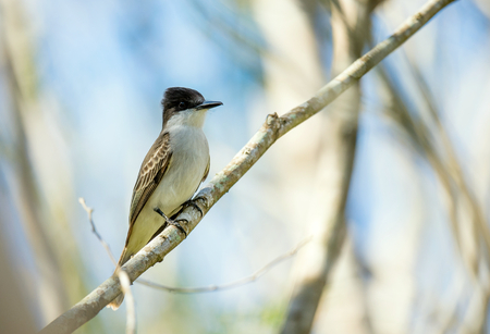 Loggerhead Kingbird (Tyrannus caudifasciatus) on bright blue natural sky background. Cuba, Caribbean