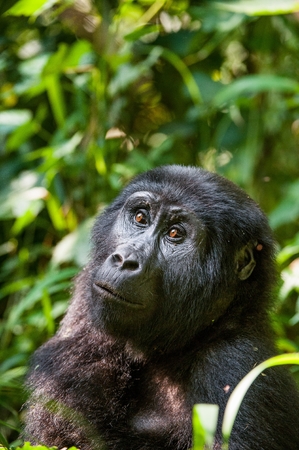 Portrait of a mountain gorilla at a short distance.  gorilla  close up portrait.The mountain gorilla (Gorilla beringei beringei)の写真素材
