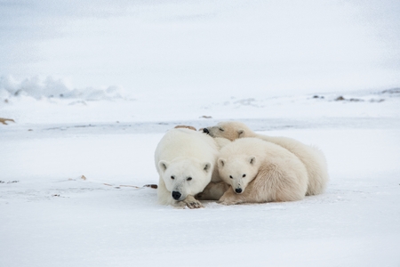 Polar she-bear with cubs. A Polar she-bear with two small bear cubs on the snow. The polar bear (Ursus maritimus)の写真素材