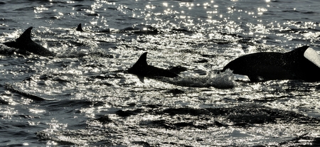 Silhouette of Dolphins, swimming in the ocean  and hunting for fish. The jumping dolphins comes up...