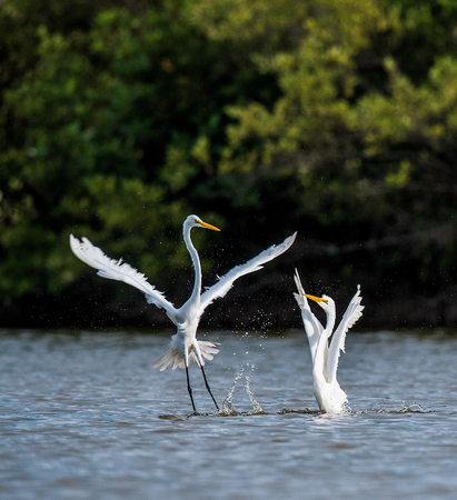 The fighting great egrets ( Ardea alba ).
