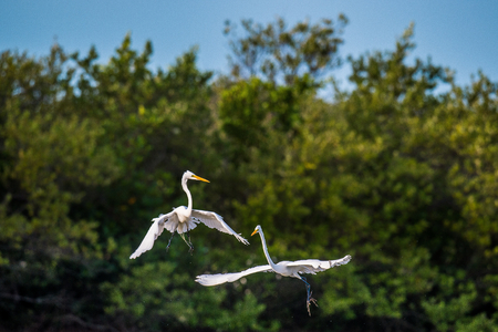 The fighting great egrets ( Ardea alba ). Natural green background. Cubaの写真素材