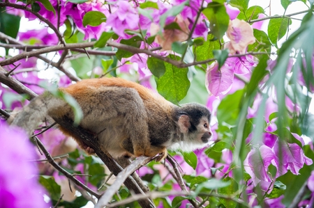 The squirrel monkey and pink flowers. The squirrel monkey saimiri sits in a magnificent environment of colors. The common squirrel monkey (Saimiri sciureus) is a small New World monkeyの写真素材