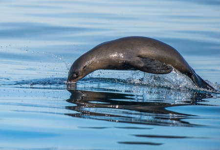 Jumping out of water Cape fur seal (Arctocephalus pusillus pusillus) False Bay, .Atlantic ocean. South Africaの写真素材