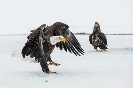 Bald Eagles (HALIAEETUS LEUCOCEPHALUS) fly up from snow and fighting. Alaska