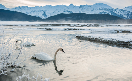 The tundra swans (Cygnus columbianus) swim in the freezing river. In the winter. Alaska, USAの写真素材