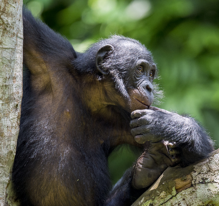 The portrait of  juvenile Bonobo on the tree in natural habitat. Green natural background. The Bonobo ( Pan paniscus), called the pygmy chimpanzee. Democratic Republic of Congo. Africaの写真素材