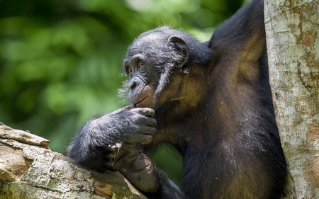 The portrait of  juvenile Bonobo on the tree in natural habitat. Green natural background. The Bonobo ( Pan paniscus), called the pygmy chimpanzee. Democratic Republic of Congo. Africaの写真素材