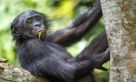 The portrait of  juvenile Bonobo on the tree in natural habitat. Green natural background. The Bonobo ( Pan paniscus), called the pygmy chimpanzee. Democratic Republic of Congo. Africaの写真素材